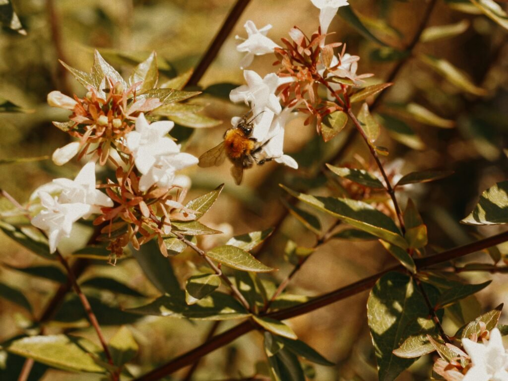 berberis-aquifolium-for-skin-care